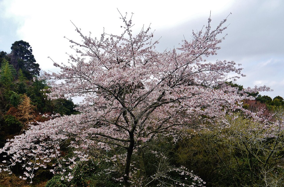 香取神宮
